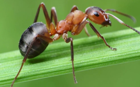 1 7 Loai Cay Kien Rat Ngai Dung Mat Thay La Se Quay Dau