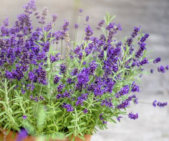 3 7 Loai Cay Kien Rat Ngai Dung Mat Thay La Se Quay Dau