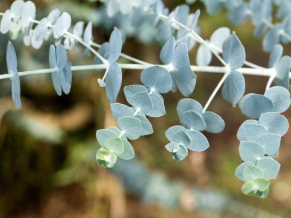 6 7 Loai Cay Kien Rat Ngai Dung Mat Thay La Se Quay Dau