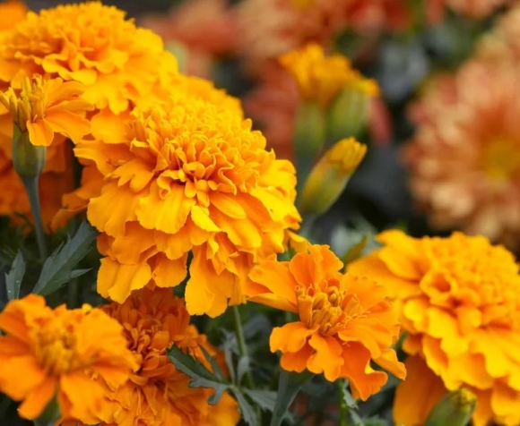 7 7 Loai Cay Kien Rat Ngai Dung Mat Thay La Se Quay Dau