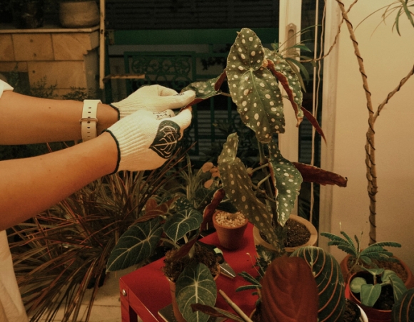 3 Cach Bo Tri Cay Xanh Loc Khong Khi Giam O Nhiem Bui Trong Nha