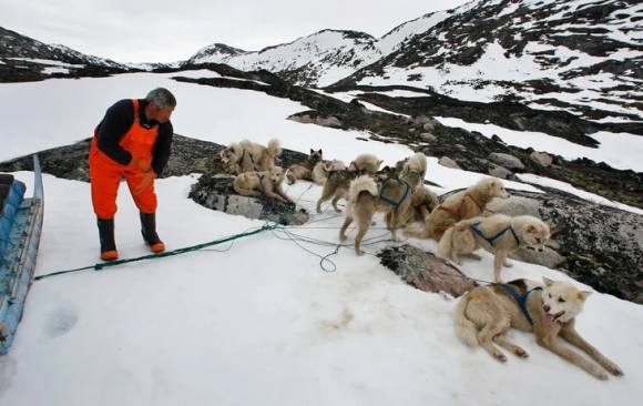 Đặc phái viên của Trump bị hủy mời dự cuộc đua xe chó kéo ở Greenland