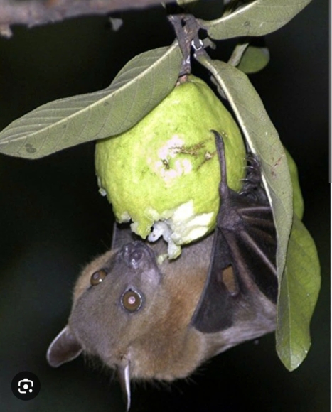 Virus Nipah có thật sự đáng sợ?