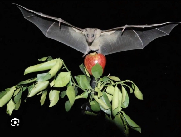 2 Virus Nipah Co That Su Dang So