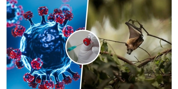 Cảnh báo sức khỏe về virus Nipah cho cộng đồng người Việt tại Đức