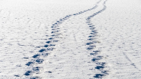 Dấu chân trên tuyết vạch trần hai kẻ trộm vụng về tại Đức