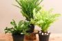 7 loại cây trong nhà giúp thanh lọc không khí, ngăn nấm mốc gây hại sức khỏe