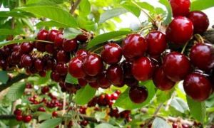 Học người Mỹ cách trồng cherry tại nhà cho quả sai trĩu cành, ăn quanh năm...