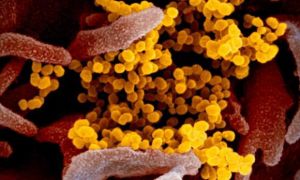 Phát hiện cách SARS-CoV-2 ‘âm thầm’ biến đổi để tránh hệ miễn dịch