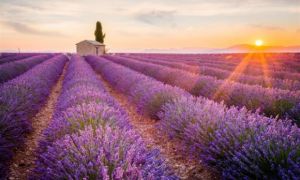 Những điều cần biết trước khi đến thăm những cánh đồng hoa oải hương của Pháp...