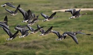 Trung Quốc cân nhắc xây đập giữ nước cho hồ Bà Dương, đe dọa nửa triệu chim trời