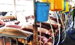 “Giết người” bị phạt hành chính, dân ung thư trách ai?