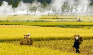 “ Đất nước mình không ngộ quá đâu em!” - Hồi đáp bài thơ