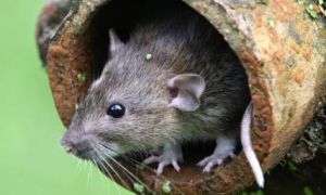 Đến Hòa Thân trên thiên đàng cũng phải nể tài đục khoét của quan tham nước Việt