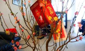 Cây đào ngày Tết trong căn hộ ở Berlin