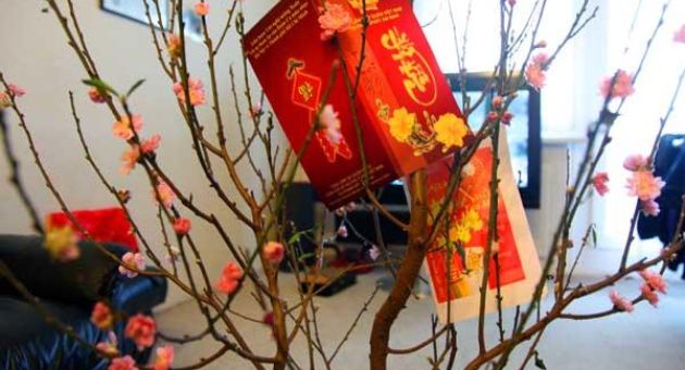 Cây đào ngày Tết trong căn hộ ở Berlin