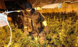 Tội phạm gốc Việt thống trị 'thủ phủ ma túy' Trung Âu