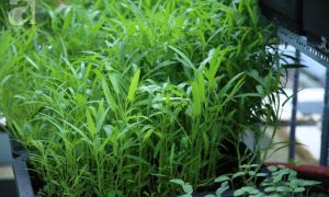 Vườn rau má, khoai lang của ông bố Việt ở Đức