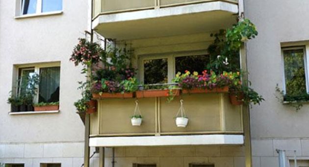 Choáng với khu vườn rau trái đủ đầy trên ban công 3m2 của mẹ Việt ở Đức