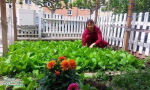 Vườn rau Việt thân thương giữa phồn hoa nước Đức của cặp vợ chồng xa quê