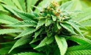 Bốn người Việt bị phạt tù vì trồng cần sa ở Đức