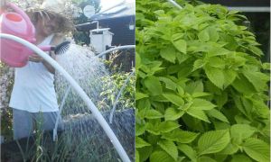 Ông bố Việt sở hữu vườn rau sạch ăn quanh năm không hết ở Đức