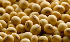 Tàu Mỹ đổ 80.000 tấn đậu tương xuống biển Trung Quốc