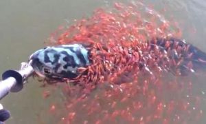 Cá mẹ bị mắc câu, đàn cá con vây quanh cầu cứu khiến người nông dân động lòng
