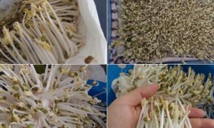 Nàng dâu Việt tại Đức làm giá đỗ không cần tưới nước, 3 ngày thu hoạch