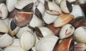 Chỉ 1 mẹo nhỏ để có cách chọn đồ tươi ngon và cách làm sạch bùn cát trong...