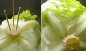 Cắm 3 que tăm vào cuống xà lách rồi ấn thật sâu, bạn sẽ tiếc nuối vì không...