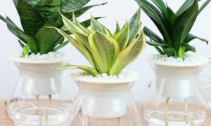 9 loại cây RẤT DỄ TRỒNG hút khí độc trong nhà và lợi phong thủy cho gia chủ