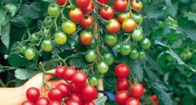 Cách trồng cà chua trong thùng xốp luôn sai quả và xanh tốt