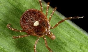 ‘Nhỏ nhưng có võ’ chỉ cần bị con côn trùng này cắn 1 miếng, kể từ đó bạn sẽ...