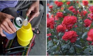 Dùng bia thừa tưới cây: Cả vườn hoa bất chấp thời tiết nở rực rỡ, sâu rệp bỗng...