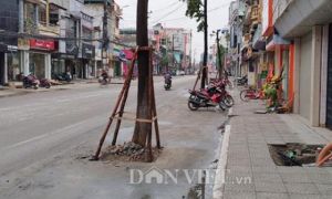 Trồng cây dưới lòng đường ở Quảng Ninh: Học ở đâu mà hay vậy?