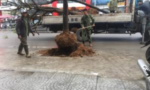 Bị chê tơi bời, hàng cây vừa trồng ở lòng đường đã phải nhổ bỏ ở Uông Bí