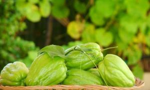 Tác dụng không ngờ từ quả su su trong bữa cơm hằng ngày có thể bạn chưa biết