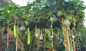 Khu vườn ‘cái gì cũng có’ của mẹ Việt ở Đức