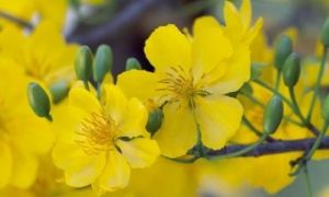 Những điềm lành trong năm mới báo hiệu cả năm may mắn, rủng rỉnh