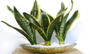 Phòng ngủ phải có chậu cây này để tài vận ào về như thác