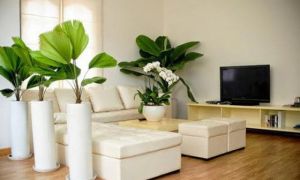 Những lỗi trồng cây phong thủy trong nhà khiến gia đình tiêu hao tài lộc