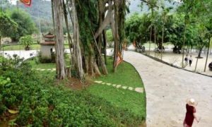 Kỳ lạ cây đa