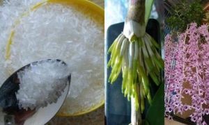 Dùng MÌ CHÍNH tưới lan, cây ‘suy dinh dưỡng’ bỗng ra rễ chi chít, hoa nở bung...