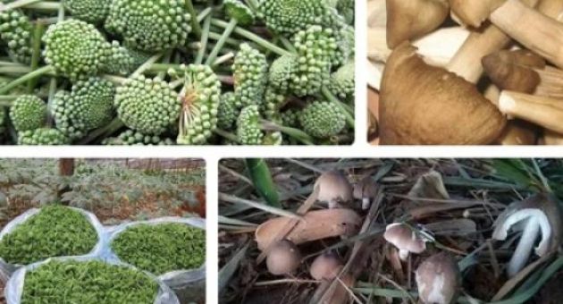 Những loại rau đặc sản của Việt Nam đắt ngang cua hoàng đế, tôm hùm Mỹ