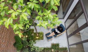 Những loại cây nên trồng ở giếng trời giúp không khí trong lành và tốn ít công...