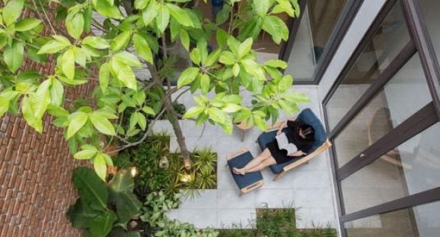 Những loại cây nên trồng ở giếng trời giúp không khí trong lành và tốn ít công...