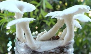 Cách tự trồng nấm sạch tại nhà bằng bã cà phê