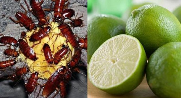 Quên thuốc diệt côn trùng đi. Chỉ cần một quả chanh, nhà bạn sẽ không cần phải...