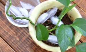 Là phụ nữ, không biết dùng nước đá vào những việc này thì